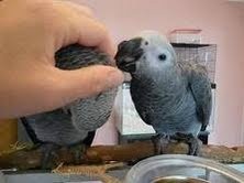 My Two Cute and Lovely Congo African Grey parrots are ready to go out