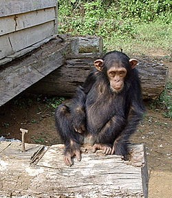 Baby and adult Chimpanzees for Christmas!!!!!
