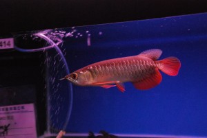 Buy Quality (A) Grade Super Red Arowanas and Many others Arowanas fishes at Auction price now