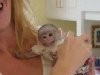 adorable white face female baby capuchin monkey available for adoption