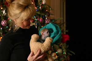 Xmas Sweet Female Baby Capuchin Monkey Ready For Loving Homes