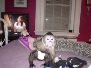 exotic and affectionate male and female capuchin monkey for x-mas re-homing