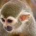 Christmas Spider monkey for Adoption