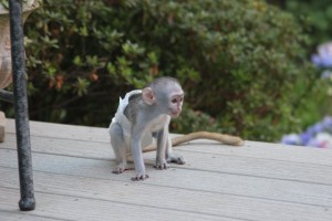 exotic pet capuchin monkey for x-mas
