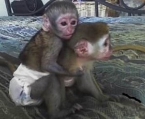 Lovely Male and Female Capuchin Baby Monkeys For Pet Homes