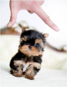 X-mas Teacup Yorkie  puppies Ready