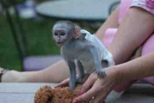  Xmas Lovely capuchin Babies Ready For their new homes for free