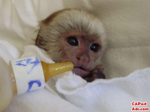 WOW!!! X-MAS HAPPY BABY CAPUCHIN MONKEY READY TO ROCK YOUR HOME. CONTACT US