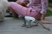 Home Raised Baby Capuchin Monkey For Adoption