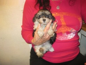 MORKIE PUPPIES READY TO GO(juddy_kelly001@yahoo.com)