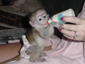 Gorgeous baby capuchin monkeys looking for a new home