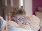  available baby capuchin monkeys for adoption   