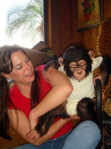 Cute baby chimpanzee monkey for sale .