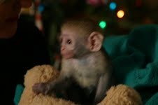 cute baby capuchin monkeys ready to go now