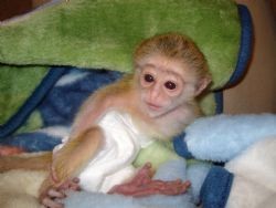 White Face Capuchin Monkey Babies For Adoption