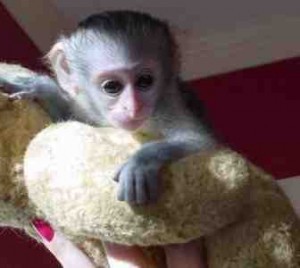My Husband and i re giving out our Two baby capuchin monkeys for x-mas