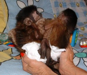 Diaper Trained Capuchin Monkeys Need New Homes