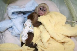 Family affectionate socialized female baby Capuchin monkey for adoption