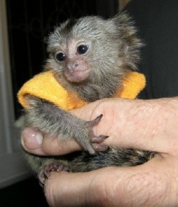 Marmoset monkey bottle babies available ( candell90@gmail.com )
