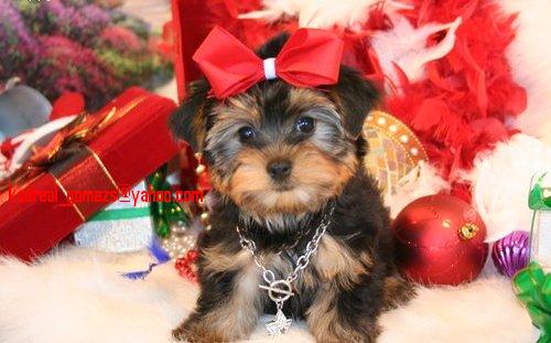Lovely Yorkie Puppy for Adoption