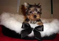 yorkie puppy for adoption