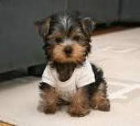 yorkie puppy for x_mass