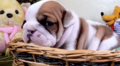Affectionate English bulldog puppies available for adoption