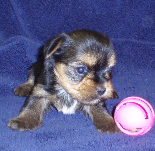 Cute Teacup yorkie puppies for adoption(alfer_perez@hotmil.com)
