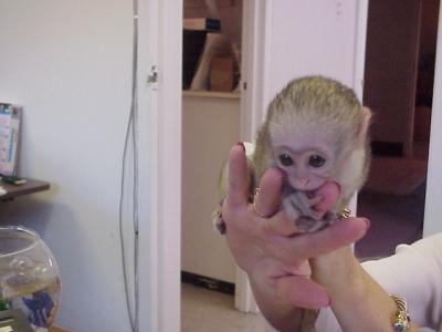 Capuchin and Marmoset Monkeys for sale