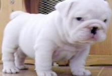 Two Engish bulldog puppies for adoption