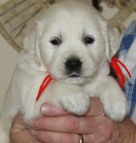 Sweet Female Golden Retriever Puppy For Adoption This Xmas