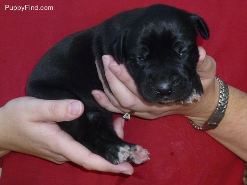 LovelyGreat  Dane  Puppies For Free Adoption