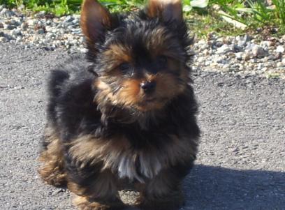Yorkshire Terrier Pups ready to go.