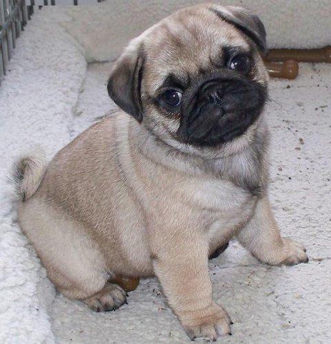 Pug puppies.