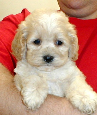 Poodle Puppies.