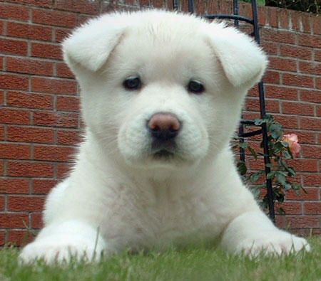 Akita puppies.