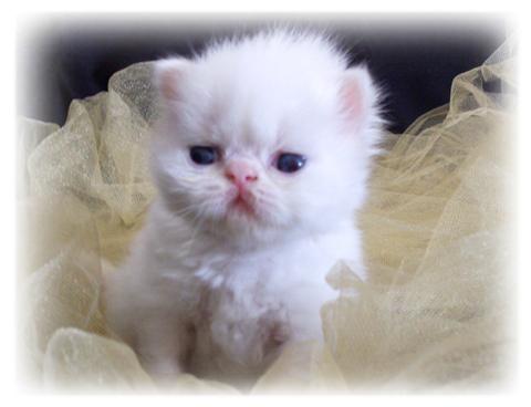 Persian Kitten for xmass