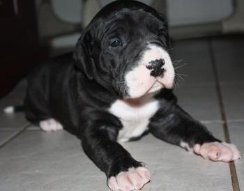Great Dane pups for lovely home