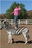Zebra Mare horse available for a new ride