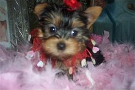 Good Looking Yorkie Puppies For  Free Adoption