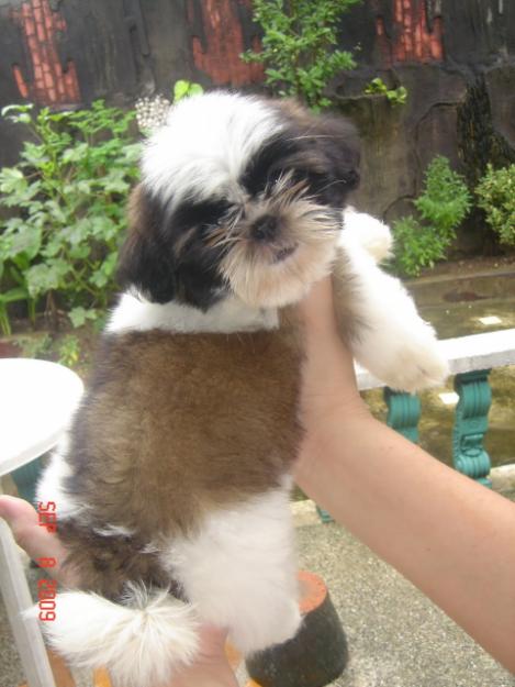 Cute Male And Female Shih Tzu Puppies For Free Adoption