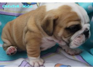 Adorable Teacup french bulldog Puppies For Free Adoption