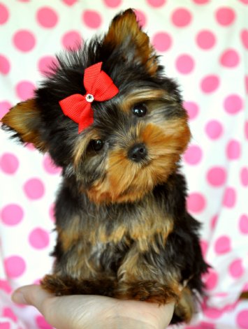 Beautiful Yorkie puppies just in time for christmas