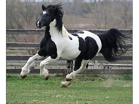 Black Friesian stallion for Sale