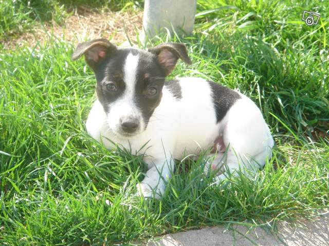 Vendd 2 puppies jack russell