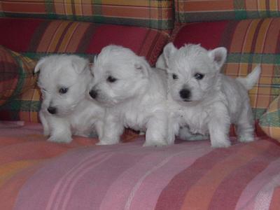 Westie puppy