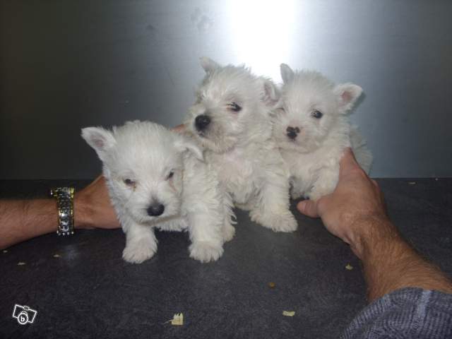 Beautiful westie puppy