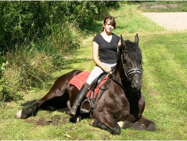 Frisian Horse Mare