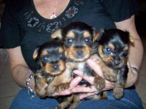 Miniature Yorkshire Terrier Puppies