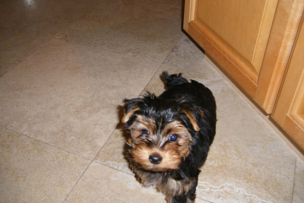 Sweet, spunky Yorkie puppies